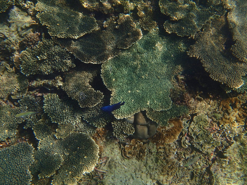 有小藍魚！ 在水中拍照時，要靠得近才能抓到焦距，顏色也會比較真實比較漂亮，不然很容易偏綠偏模糊，這是教練潛下去幫我們拍的